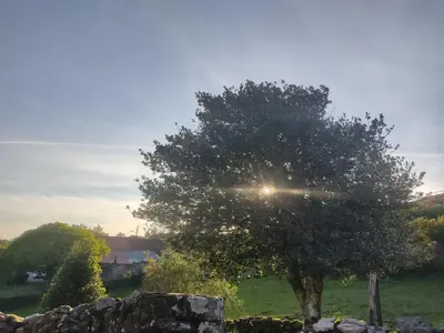 a tree in a field next to a stone wall at O Campo DaFolla in Caroy