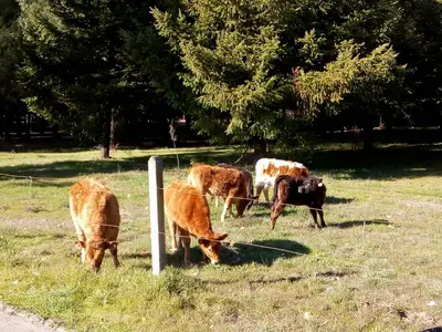 a group of cows grazing in a field at A Casa da Boa Xente VUT-OU-1329 in Verín