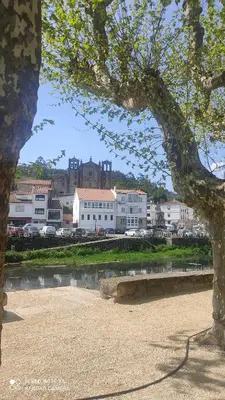 a tree in front of a river with buildings at Piso céntrico en Padrón in Padrón