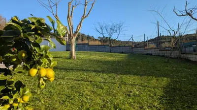 a bunch of lemons on a tree in a field at Calm Stay in Teo