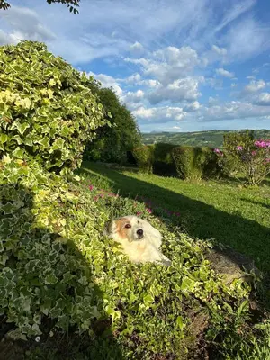a dog laying in a field of flowers at A casa de Carmen in Sarria