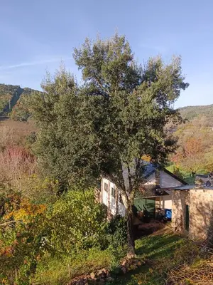 a house with a tree in front of it at Casa Macías in Lago de Carucedo