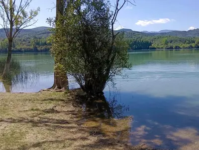 a tree sitting on the shore of a lake at Casa Macías in Lago de Carucedo