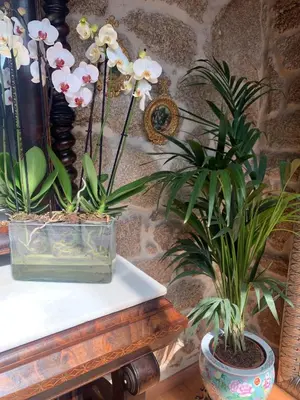 two potted plants are sitting on a table at Hotel Rústico San Jaime in Ourense
