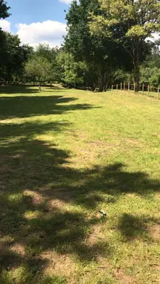 a large field of grass with trees in the background at Casa Trasande in Couso