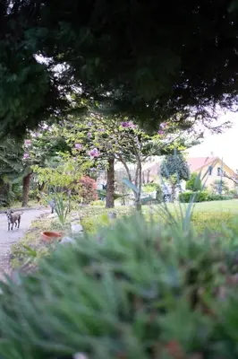 a dog walking down a path in a garden with flowers at Casa Milladoiro in Miño