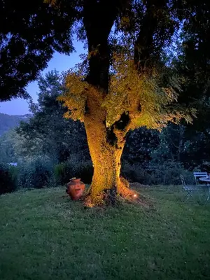 a fire hydrant sitting under a tree in a field at O Freixo in A Capela