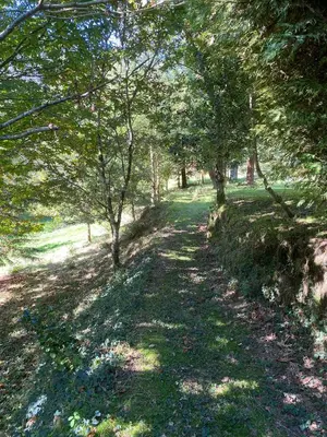 a path in a park with trees and grass at O Freixo in A Capela