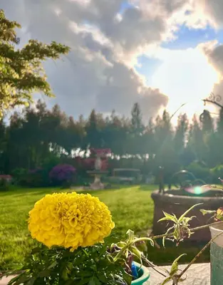 a yellow flower in a pot in a yard at Los Cedros in Cabañas