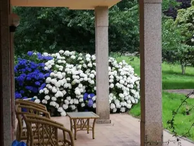 a large bush of white flowers in a garden at Los Cedros in Cabañas