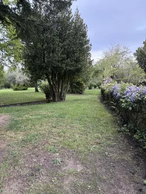 a garden with a tree and purple flowers at Cabaña familiar in Celanova