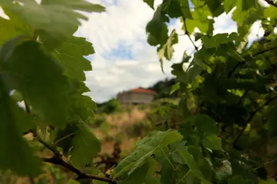 a view of a house through the leaves of a tree at Hermosa casa en entorno termal in Pungín