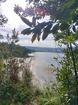a view of a body of water through a tree at La Favorita de Cabanas in Cabañas