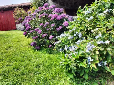 a row of purple and purple flowers in a yard at Casa do Ferrador in Penasillás