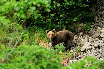 a brown bear is standing on the rocks at La Vega De Somiedo 1 in Aguino