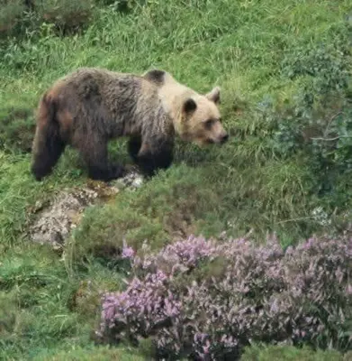 a brown bear walking in a field of grass at La Vega De Somiedo 2 in Pola de Somiedo