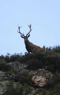a large red deer standing on top of a hill at La Vega De Somiedo 2 in Pola de Somiedo