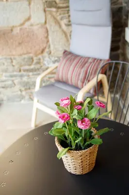 a potted plant sitting on a table next to a chair at Casa Baran in Sarria