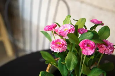 a bunch of pink flowers in a vase at Casa Baran in Sarria