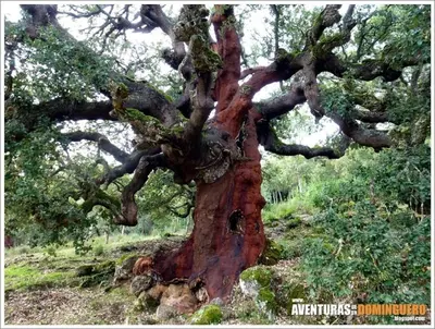 a close up of the trunk of a large tree at Casa Divina in Lago de Carucedo