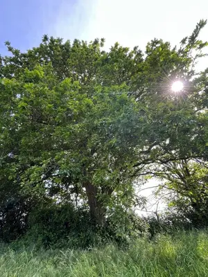 a tree in a field with the sun behind it at Casa María in Santa Eulalia