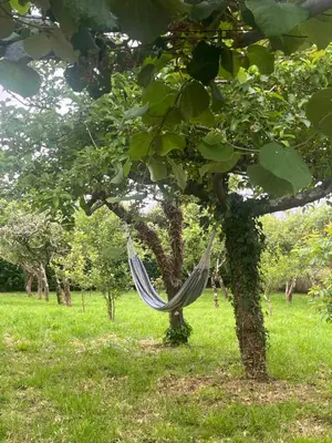 a hammock hanging from a tree in a field at Casa María in Santa Eulalia