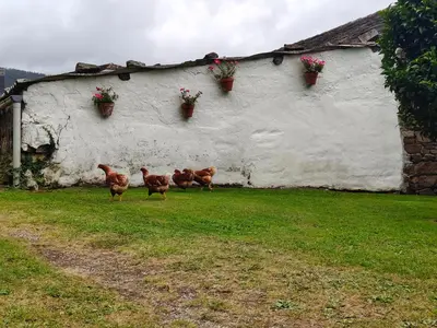 three chickens running in front of a white building at La casa de atrás in Arancedo