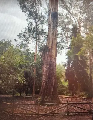a large tree with a fence around it at playa de covas-Viveiro apartment in Viveiro