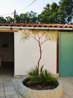 a small tree in a planter in front of a building at Casa Matilda - Encanto vintage con patio privado en el corazón de la Ribeira Sacra in Monforte de Lemos