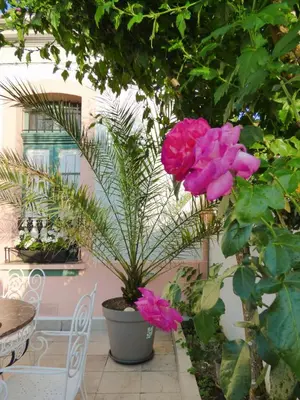 a potted plant with pink flowers on a patio at Casa Matilda - Encanto vintage con patio privado en el corazón de la Ribeira Sacra in Monforte de Lemos