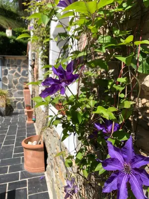 a bunch of purple flowers on a fence at Casa rural en Playa de Frejulfe in Frejulfe