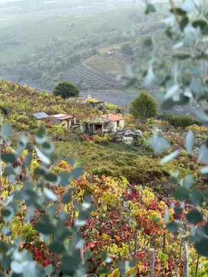 a field of flowers on top of a hill at Casiña Raíz Entre viñas y cielo Ribeira Sacra in Chantada