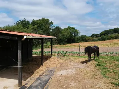 a black horse standing next to a shed at AG Casa Brañas, en aldea rural gallega in Aranga