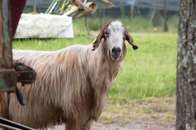 a goat standing in a field next to a tree at AG Casa Brañas, en aldea rural gallega in Aranga