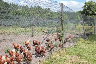 a fence with a bunch of chickens in a field at AG Casa Brañas, en aldea rural gallega in Aranga