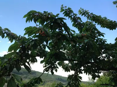 a tree with lots of fruit on it at El Mirador de los Trobos in Villar de Otero
