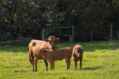 three brown cows standing in a field of grass at Casa Aniceto in Taramundi