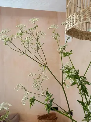 a plant with white flowers in a vase at Casa Albaredo, Aldea Rural, Boutique Hotel, Retreat, in O Cebreiro