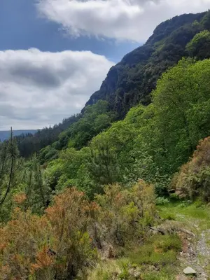 a view of a mountain with trees and bushes at Ahío San Martín, Apartamentos Rurales Casa de la Villa in San Martín de Oscos