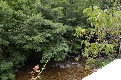 a forest filled with lots of green trees and a creek at Apartamentos el Rincon de Limes in Cangas del Narcea