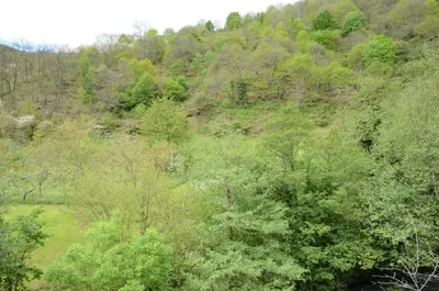 an overhead view of a hill with trees at Apartamentos el Rincon de Limes in Cangas del Narcea