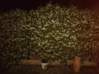 a large tree with white flowers in two vases at Albergue la Medina de Camponaraya in Camponaraya