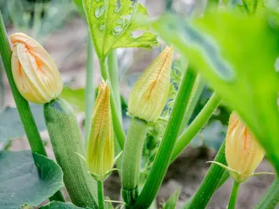 a group of green plants with raindrops on them at Aldea Rural Pazos De Arenteiro in Pazos de Arenteiro