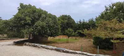 a tree on the side of a road at Costa A Mariña in Barreiros