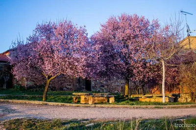 two trees with pink flowers on them on a street at Casa Somoza in Castrillo De Los Polvazares