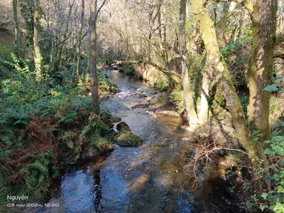 a stream in the middle of a forest with trees at A Casiña do Anselmiño in Celanova