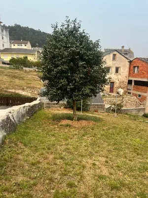 a tree in the middle of a field with houses at Casa das Pasadiñas-Burela in Burela de Cabo