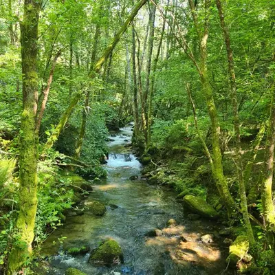 a stream in the middle of a forest with trees at Villa Mallorquina tu zona para desconectar