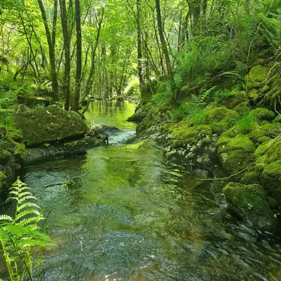 a stream in the middle of a forest at Villa Mallorquina tu zona para desconectar