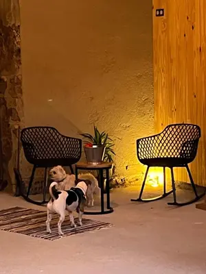 two dogs standing in a room with two chairs at Bella Casa Araujo 2 in Teo